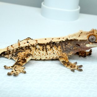 트라이 화이트스팟 드리피