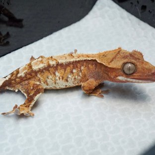 트라이 익스트림할리퀸 레드