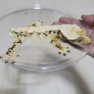 트라이 드리피 화이트스팟