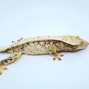 트라이 드리피 화이트스팟