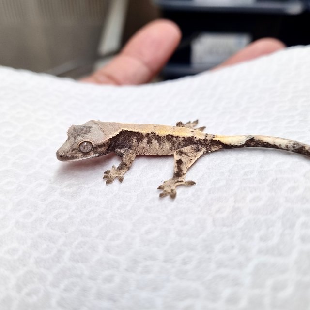 드리피 화이트스팟 세이블