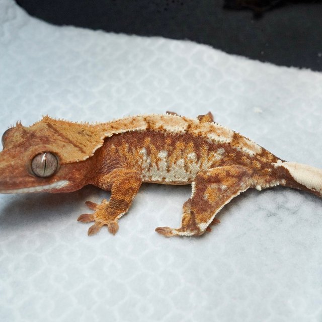 트라이 익스트림할리퀸 레드