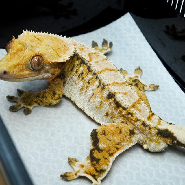 트라이 익스트림할리퀸