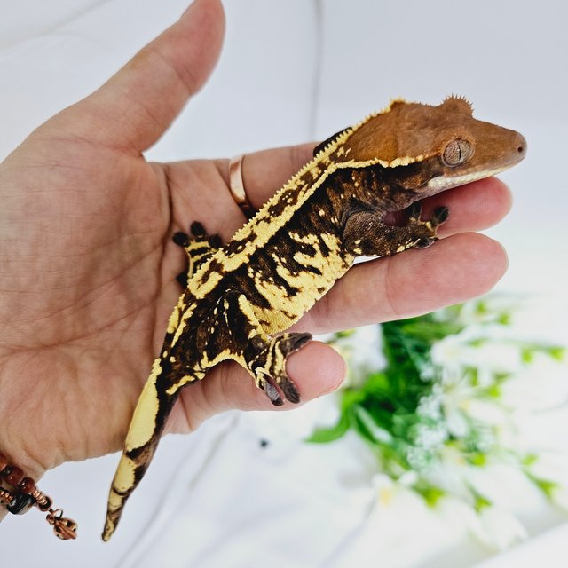 카푸치노 트라이