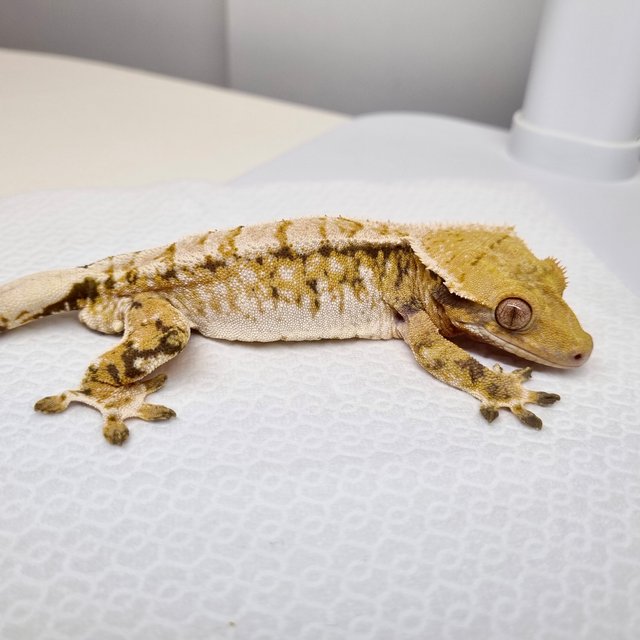 트라이 익스트림할리퀸