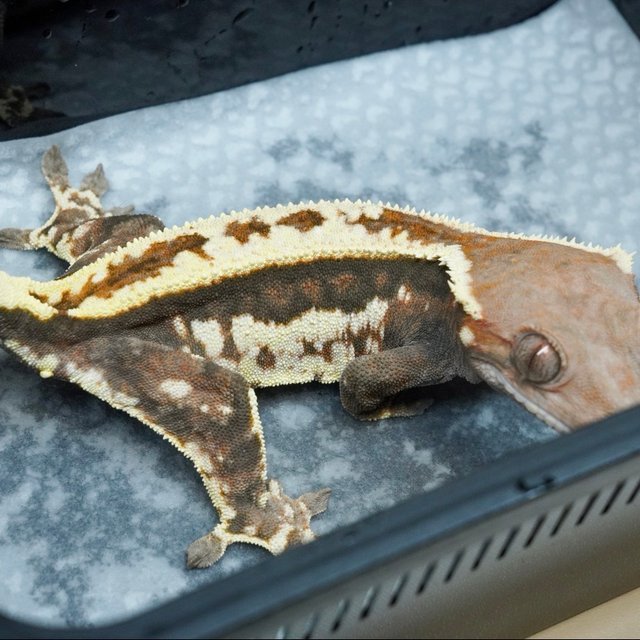 카푸치노 트라이 화이트스팟 드리피