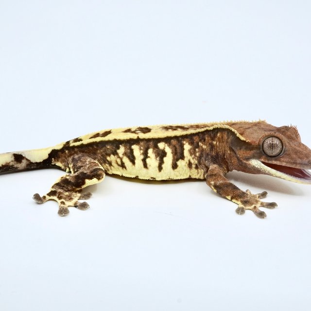 트라이 카푸치노