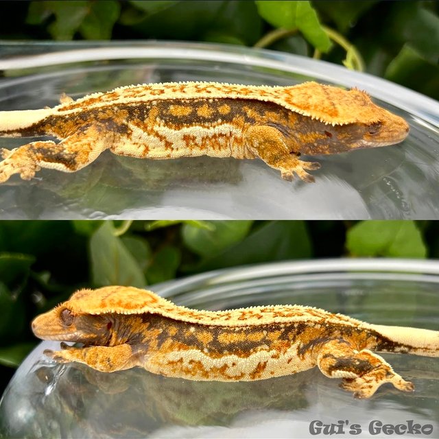 노멀 트라이 쿼드