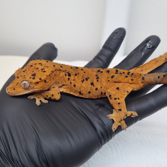 슈퍼달마시안 레드