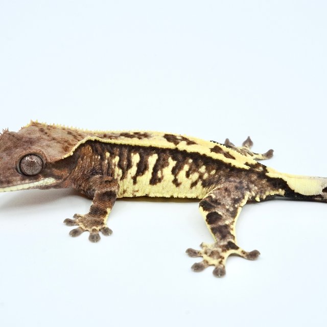 트라이 카푸치노