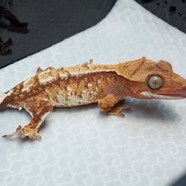 트라이 익스트림할리퀸 레드