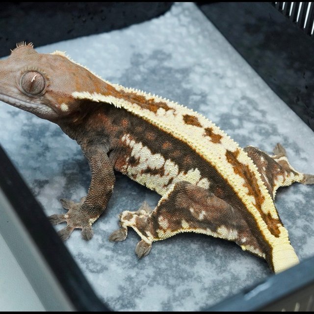 카푸치노 트라이 화이트스팟 드리피