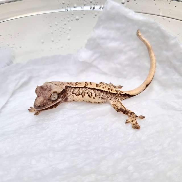 트라이 익스트림할리퀸