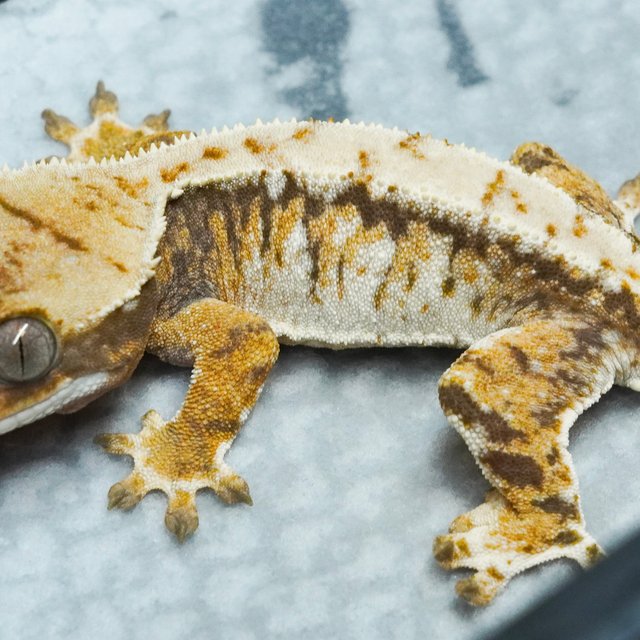 트라이 익스트림할리퀸