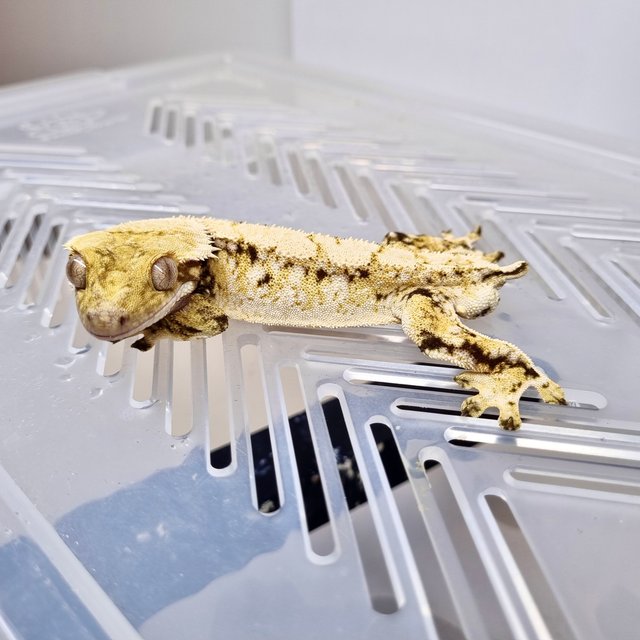 트라이 드리피 화이트스팟