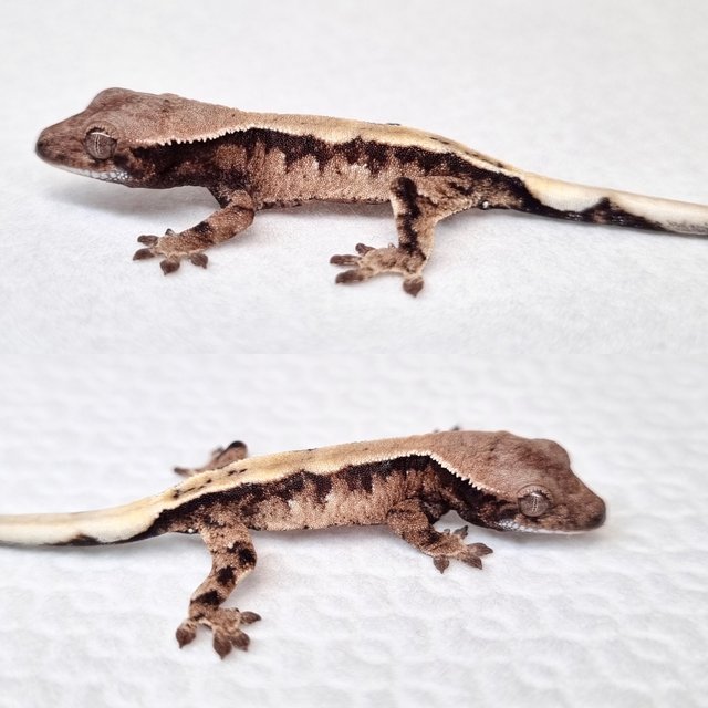 드리피 화이트스팟 세이블