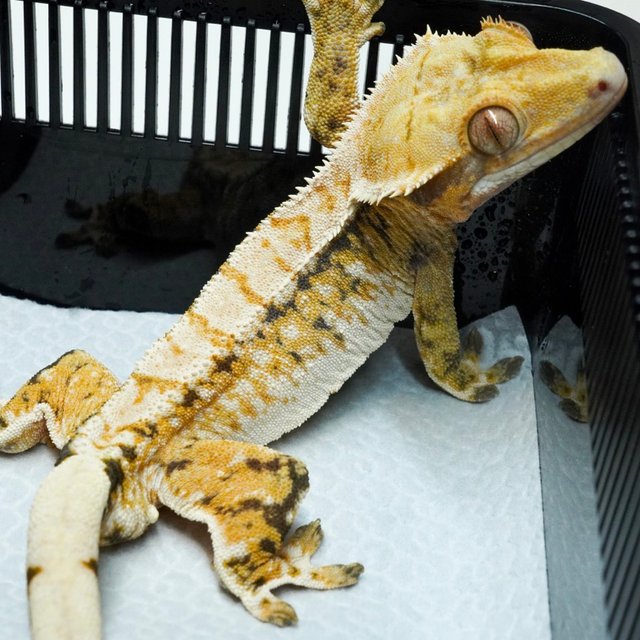 트라이 익스트림할리퀸