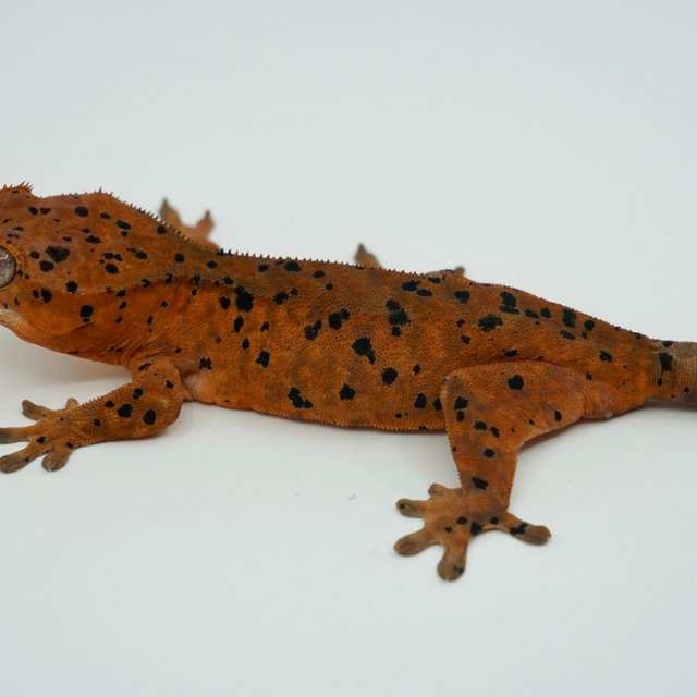 슈퍼달마시안 레드