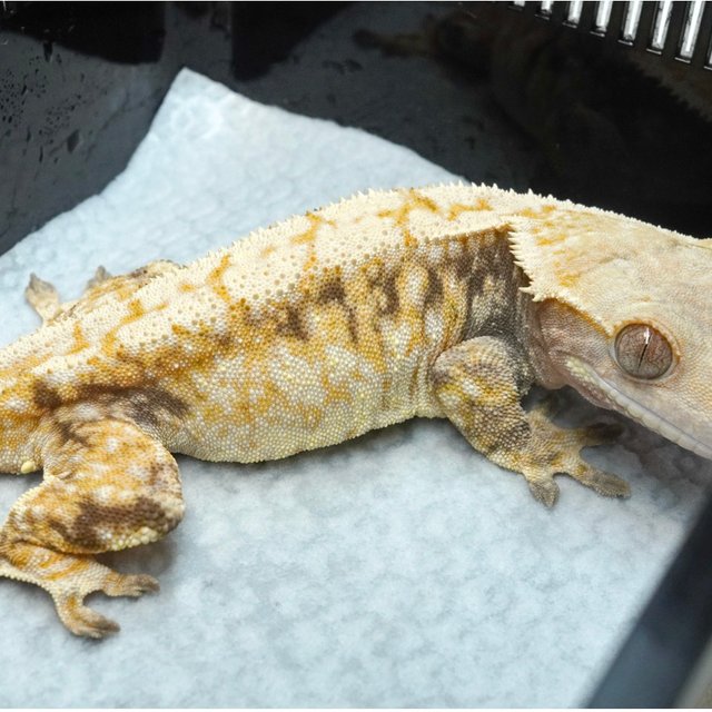 트라이 익스트림할리퀸