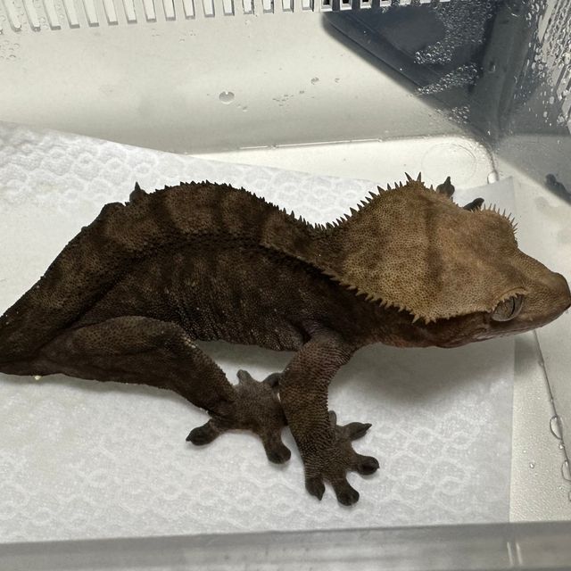 다크 팬텀