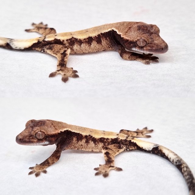 드리피 화이트스팟 세이블