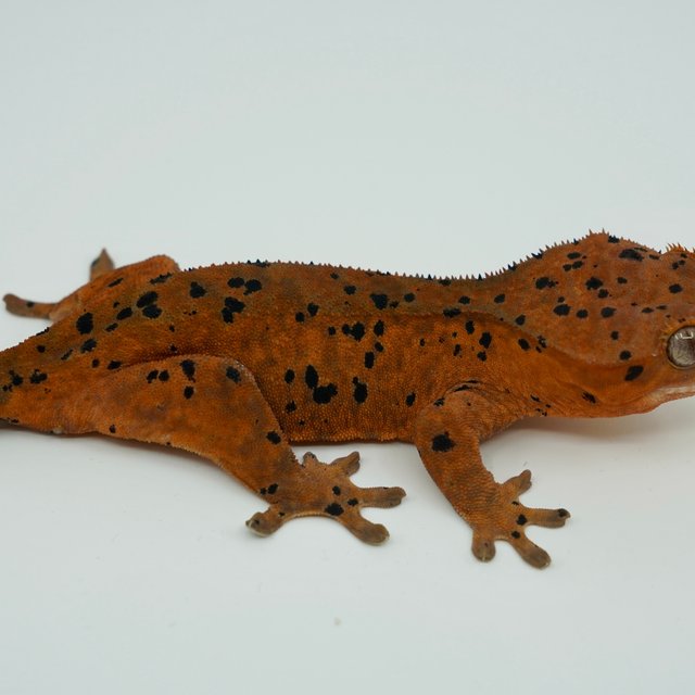 슈퍼달마시안 레드