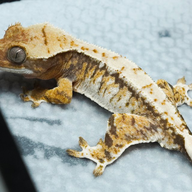 트라이 익스트림할리퀸