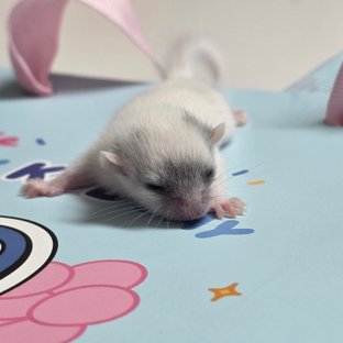 달마시안 하이 화이트