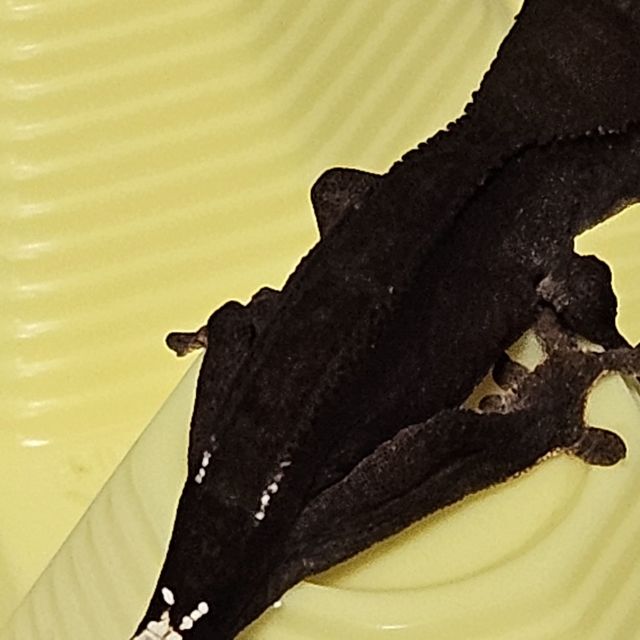 챠콜 카푸치노 슈퍼스트라이프