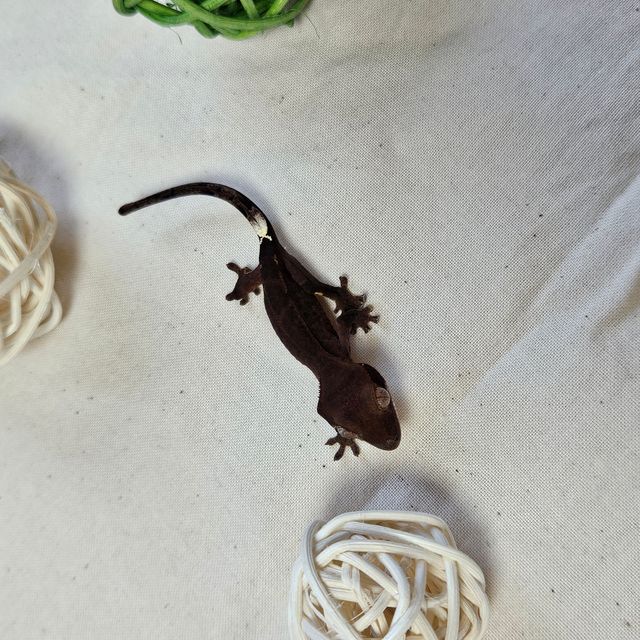 챠콜 카푸치노