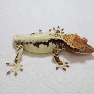 프라푸치노