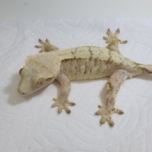 크림시클