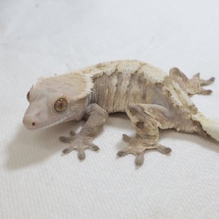 세이블