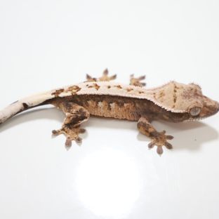 세이블