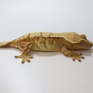영순