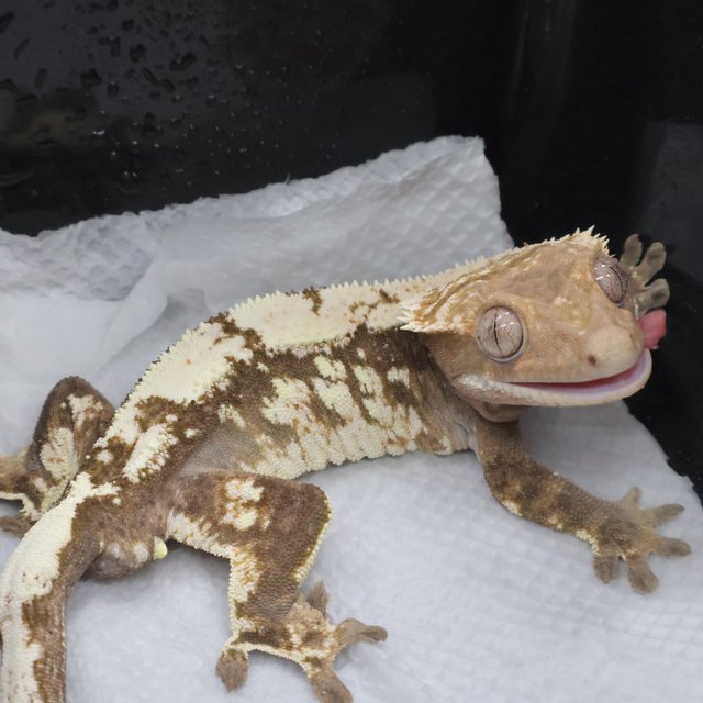 100%헷아잔틱 세이블