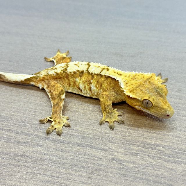 크림시클