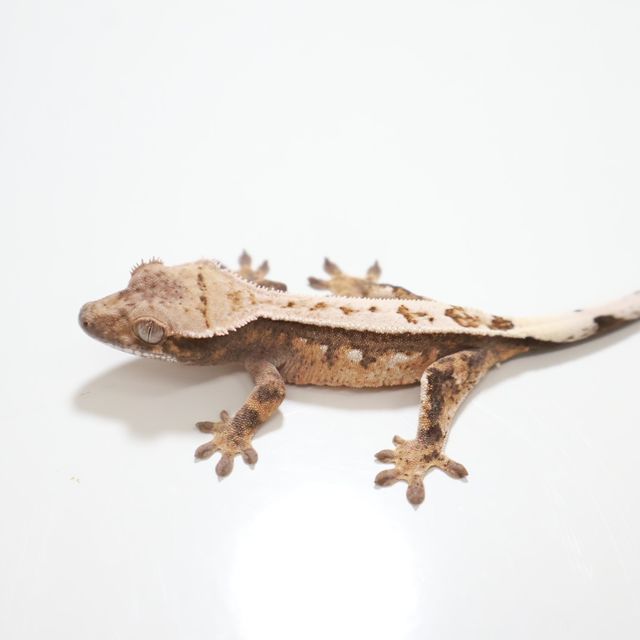 세이블