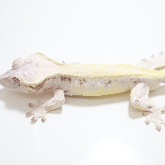 릴리 세이블