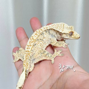 노멀 드리피 화이트스팟 (부)