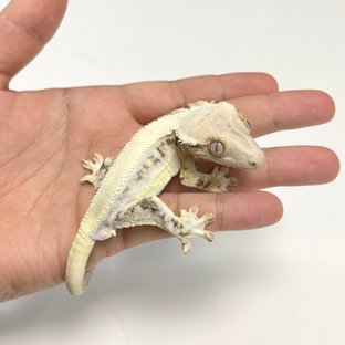 릴리화이트 솔리드백