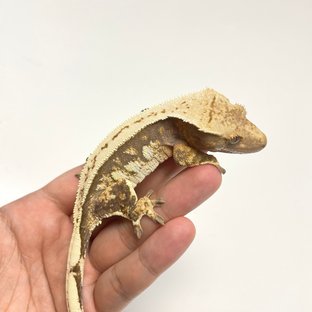 트라이 핀스트라이프 노멀 쿼드