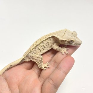 노멀 화이트스팟