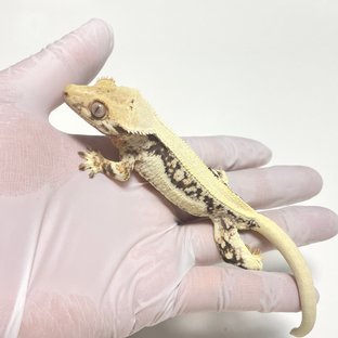 릴리화이트 솔리드백