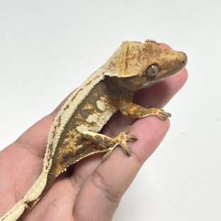 트라이 핀스트라이프 노멀 쿼드