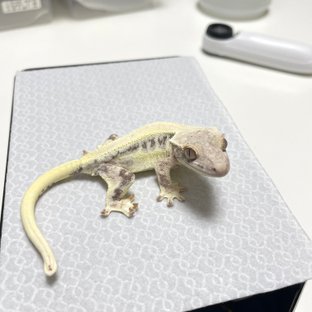 프라푸치노 릴리화이트 카푸치노