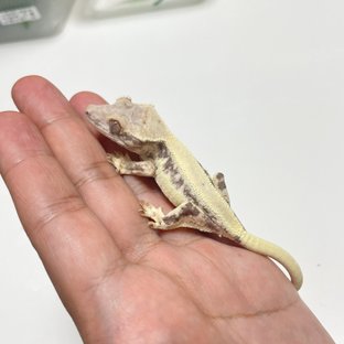 프라푸치노