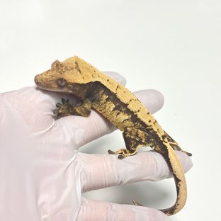 100%헷아잔틱 드리피