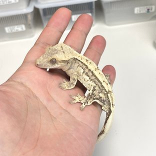 노멀 쿼드 크림