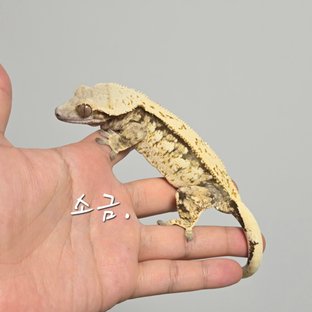 소금